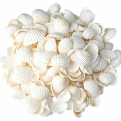 Snäckor